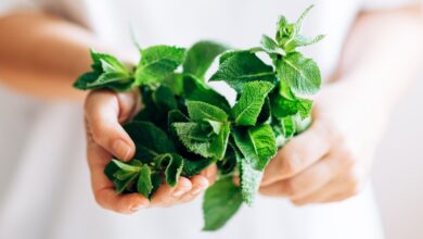 خواص عرق نعنا برای کبد