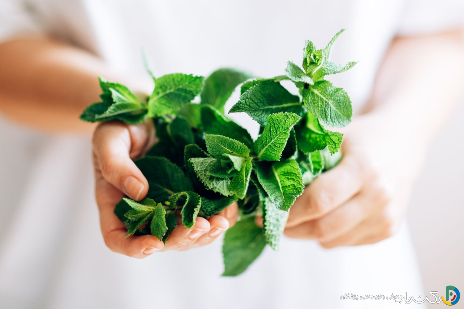 خواص عرق نعنا برای کبد