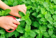خواص عرق نعنا برای رحم