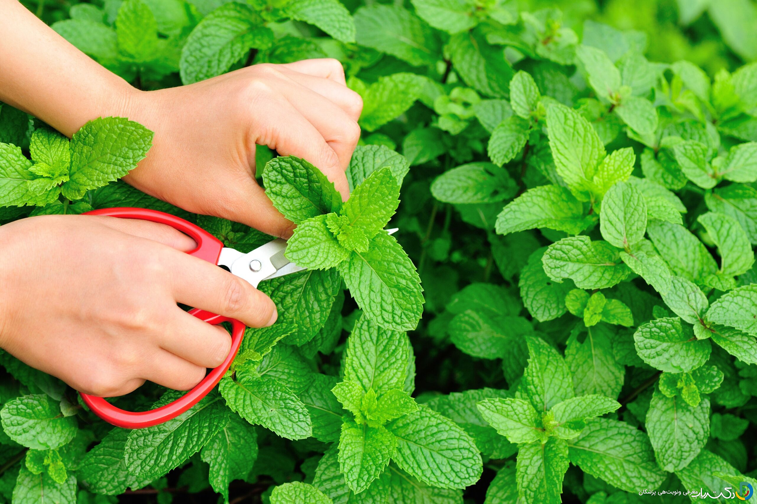 خواص عرق نعنا برای رحم