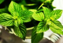 خواص عرق نعنا برای زنان