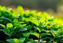 خواص عرق نعنا برای اسهال