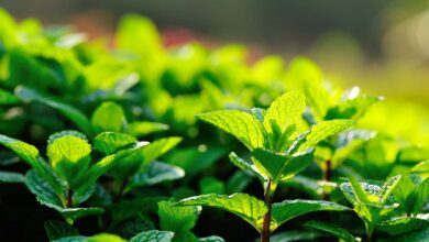 خواص عرق نعنا برای اسهال