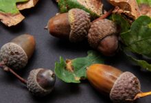 خواص بلوط برای کبد