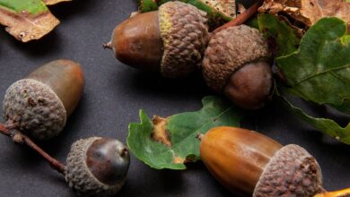 خواص بلوط برای کبد