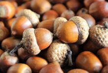 خواص بلوط برای کلیه