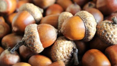 خواص بلوط برای کلیه