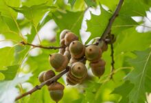 خواص بلوط برای پوست صورت