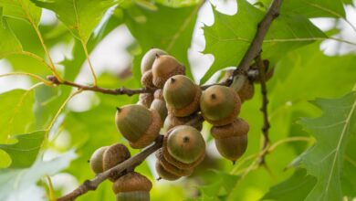 خواص بلوط برای پوست صورت