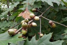 خواص بلوط برای زود انزالی