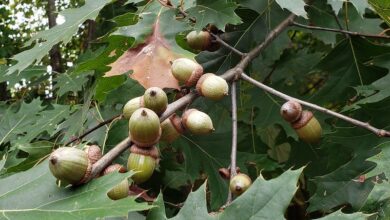 خواص بلوط برای زود انزالی