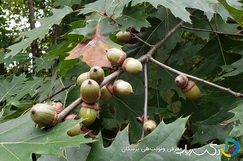 خواص بلوط برای زود انزالی