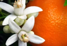خواص عرق بهار نارنج برای فشارخون