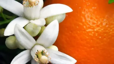 خواص عرق بهار نارنج برای فشارخون