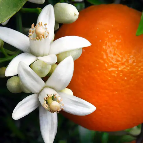 خواص عرق بهار نارنج برای فشارخون