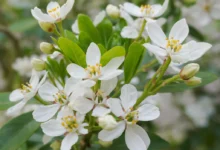 خواص عرق بهار نارنج برای مردان