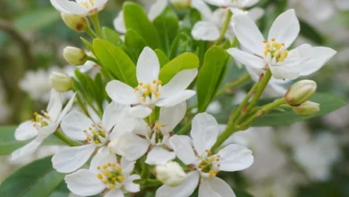 خواص عرق بهار نارنج برای مردان