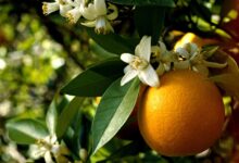 خواص عرق بهار نارنج برای رحم