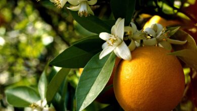 خواص عرق بهار نارنج برای رحم