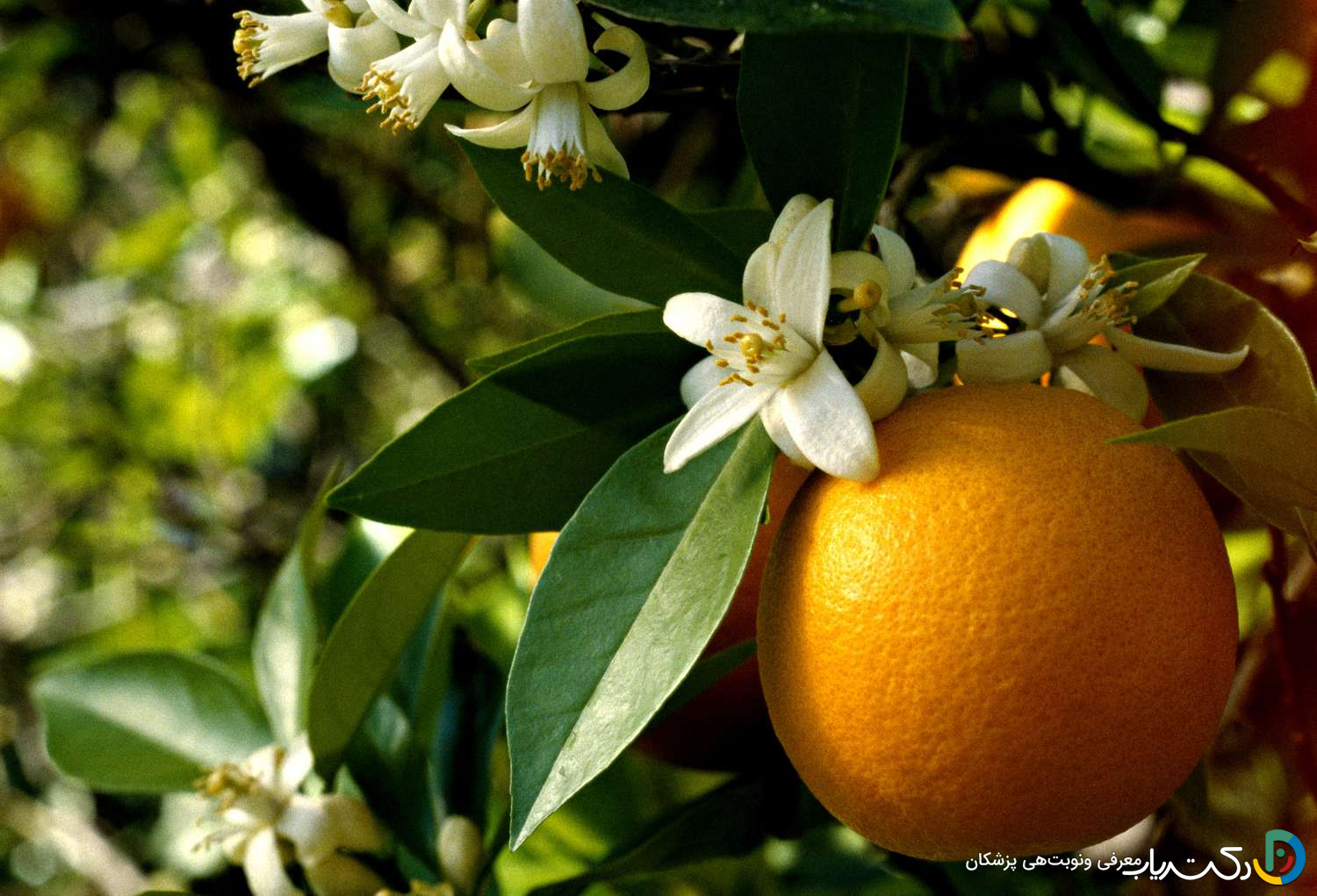 خواص عرق بهار نارنج برای رحم