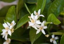 خواص عرق بهار نارنج برای پوست