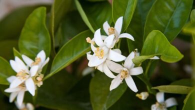 خواص عرق بهار نارنج برای پوست