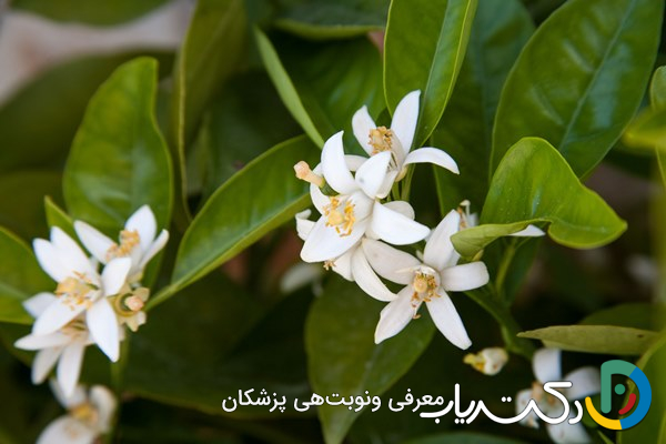 خواص عرق بهار نارنج برای پوست