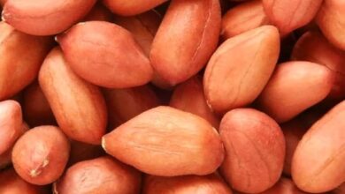 خواص بادام زمینی برای زود انزالی
