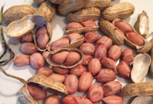 خواص بادام زمینی برای اسپرم