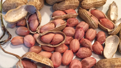 خواص بادام زمینی برای اسپرم