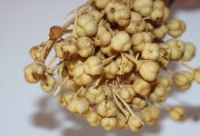 خواص اسپند برای نوزاد