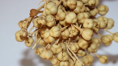 خواص اسپند برای نوزاد