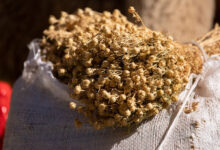 خواص اسپند برای ریزش مو