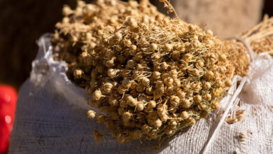 خواص اسپند برای ریزش مو