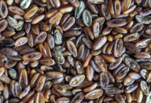 خواص بارهنگ برای نوزاد