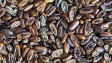 خواص بارهنگ برای نوزاد