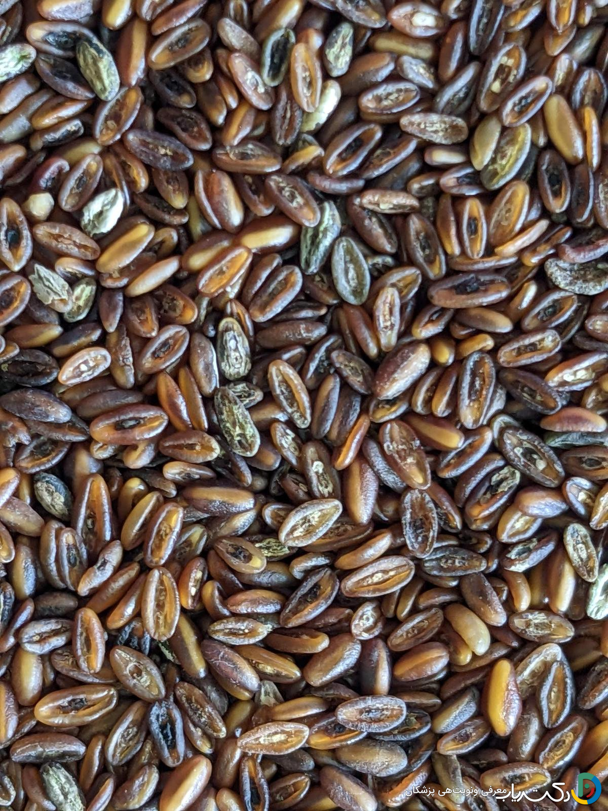 خواص بارهنگ برای نوزاد