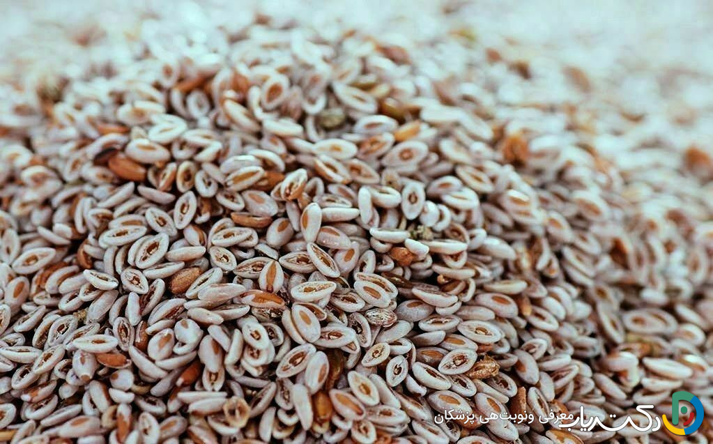 خواص بارهنگ برای عفونت روده