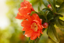 خواص گل انار برای معده