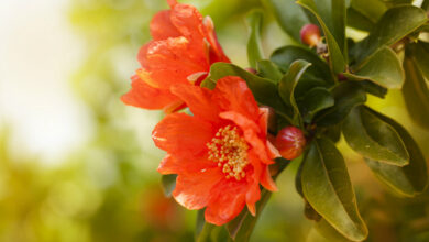 خواص گل انار برای معده
