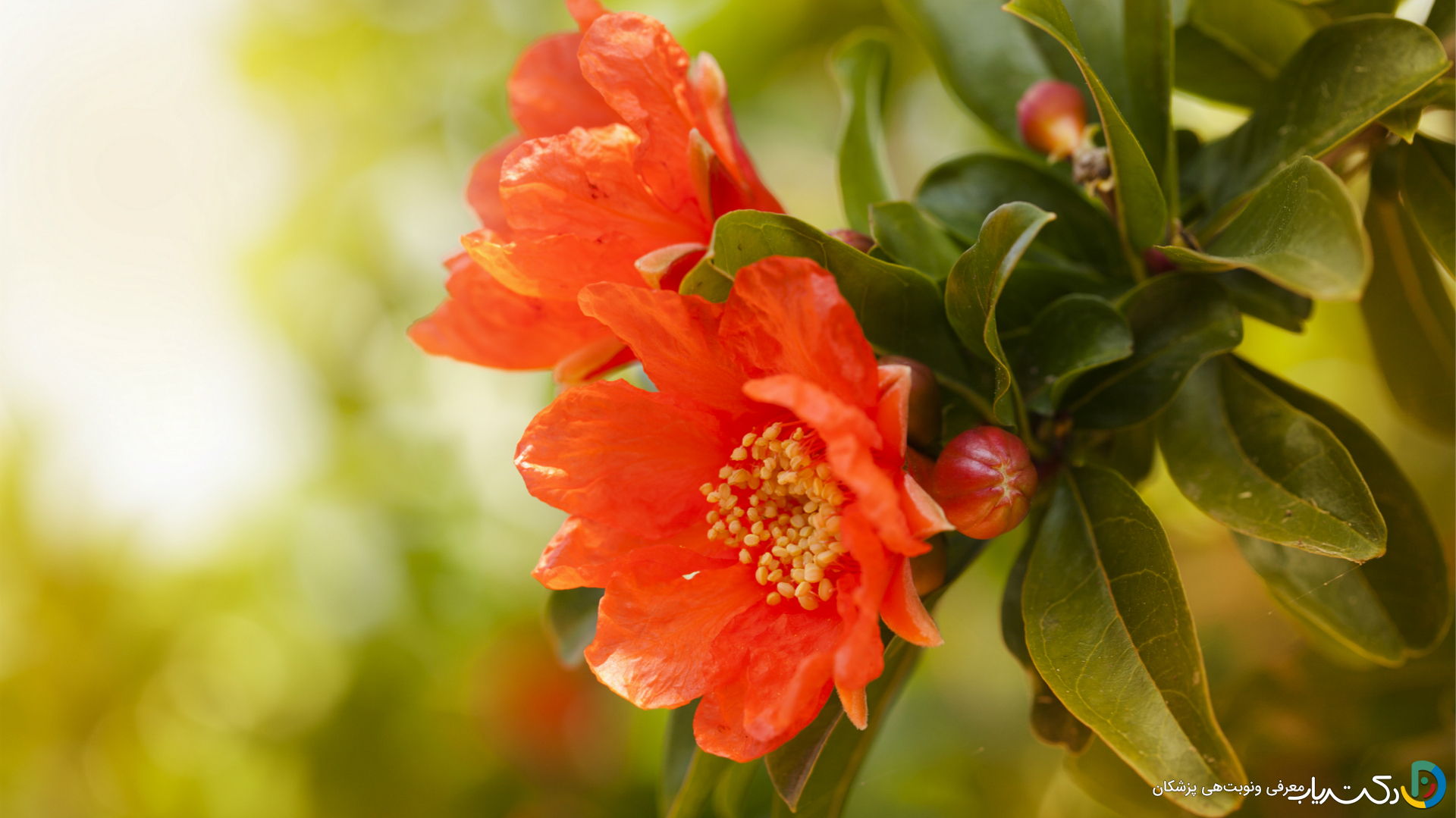 خواص گل انار برای معده