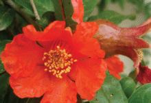 خواص گل انار برای عفونت