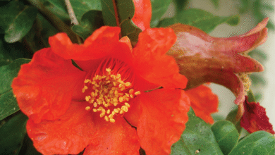 خواص گل انار برای عفونت