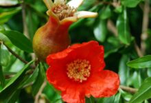 خواص گل انار برای رحم