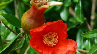 خواص گل انار برای رحم