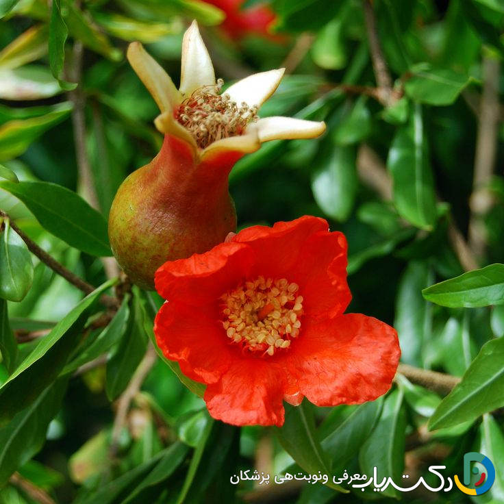 خواص گل انار برای رحم