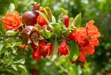 خواص گل انار برای لاغری