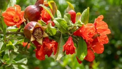 خواص گل انار برای لاغری