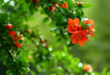 خواص گل انار برای پوست