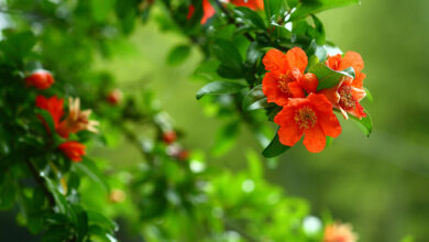 خواص گل انار برای پوست